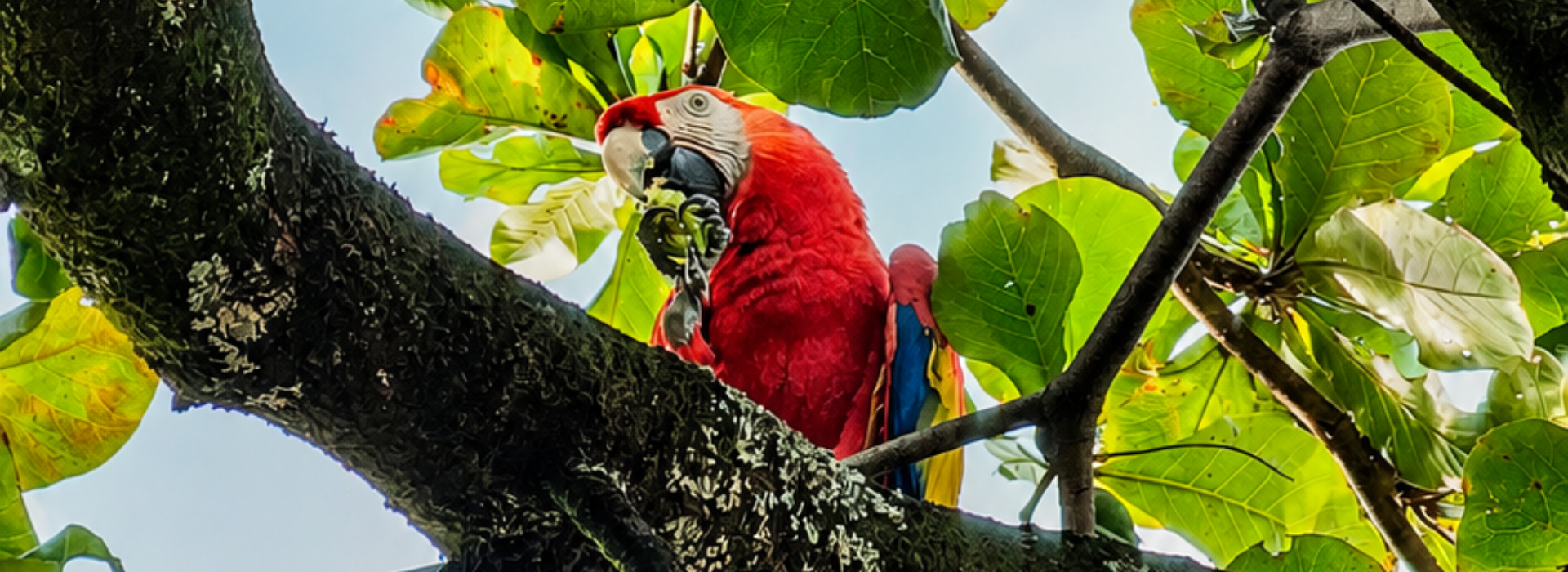 En Colombia, un hospital amplía su misión más allá de la salud y resguarda alrededor de 38 especies de fauna silvestre